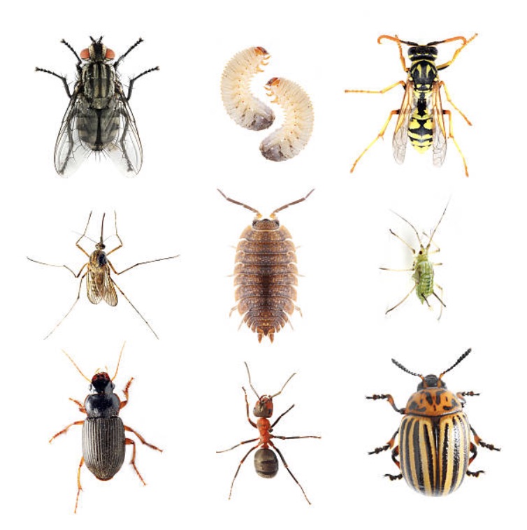 Pest Control Services North Aurora IL