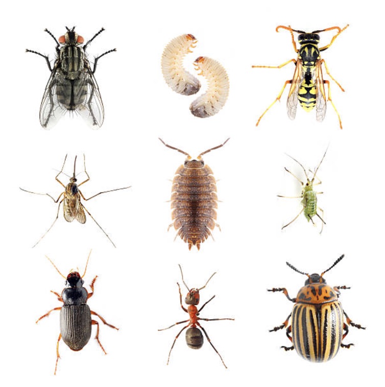 Pest Control Companies Basin WY
